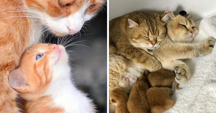 21 Times Mama Cats Showed Their Kittens Just How Much They’re Loved, As Shared By This Page