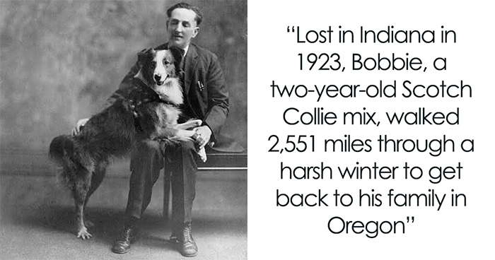 27 True Stories Of Animals Who Saved Lives Or Survived The Impossible, As Shared By This Page