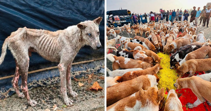 After A Tourism Ban, Hundreds Of Starving Dogs On Saint Martin’s Island Now Depend On Volunteers To Bring Them Food
