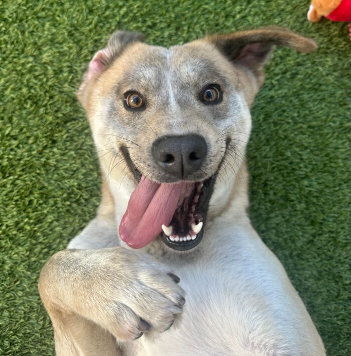 Close up of a happy rescue dog lying on artificial grass with tongue sticking out.
