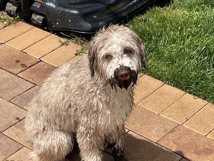 Muddy dog sitting on patio looking guilty after getting dirty