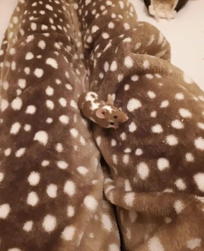 A brown and white spotted pet mouse blending into a matching spotted blanket, an adorable accidental camouflage.