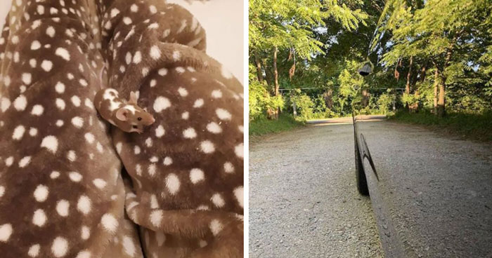 69 Accidental Camouflage Moments That Look Almost Too Perfect To Be Coincidence