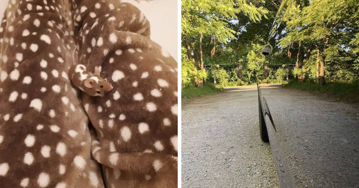 69 Cute, Confusing And Interesting Examples Of Accidental Camouflage
