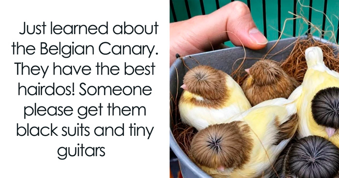 42 Times Birds Were Unintentionally Funnier Than Most Professional Comedians, As Shared By This Page