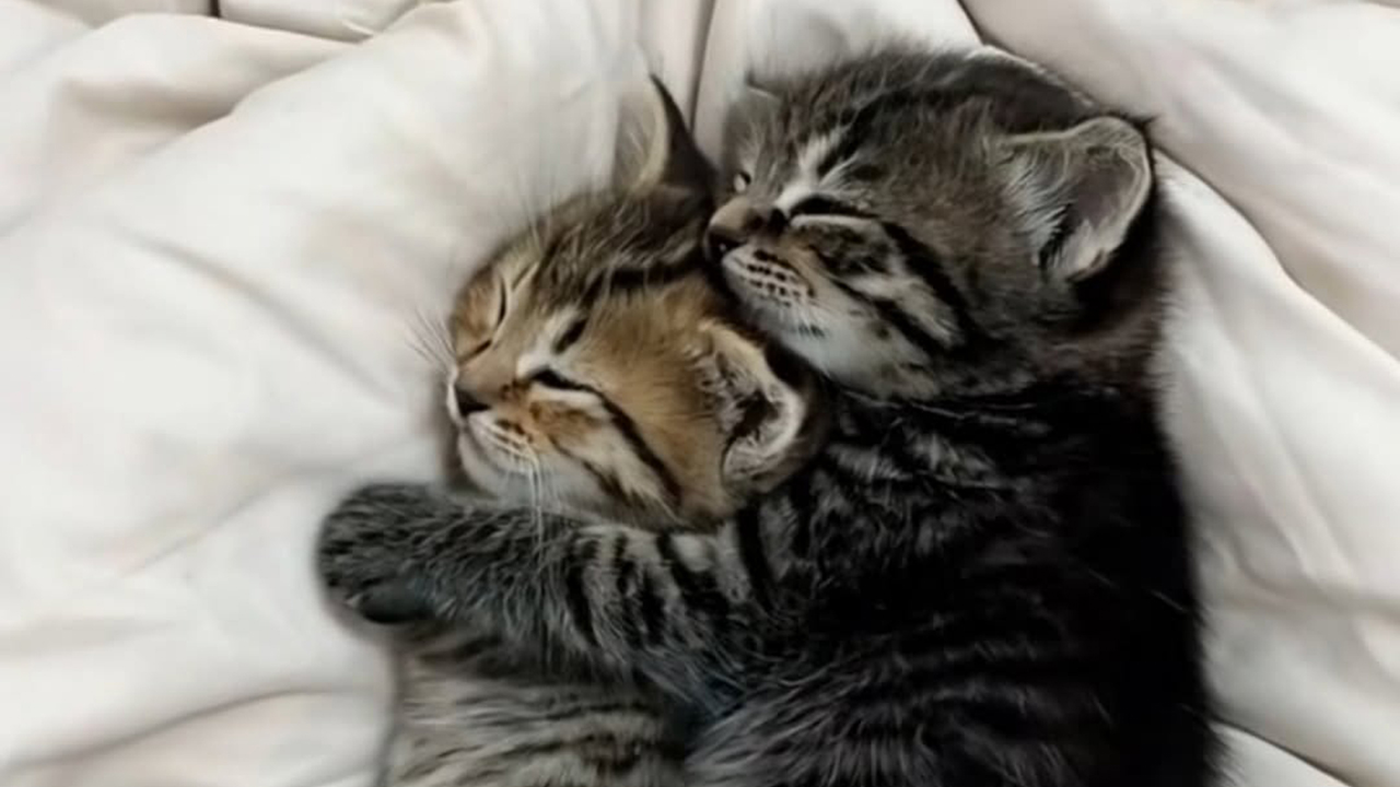 46 Purr-fectly Timed Cat Pics That Might Make You Laugh Out Loud, As Shared By This Page