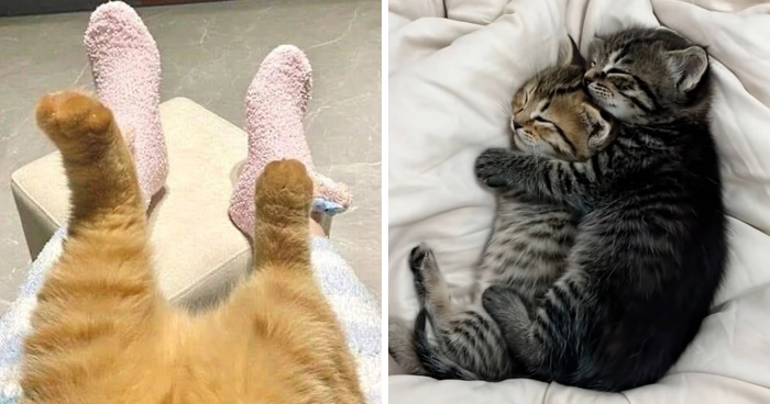 46 Purr-fectly Timed Cat Pics That Might Make You Laugh Out Loud, As Shared By This Page