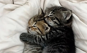 46 Purr-fectly Timed Cat Pics That Might Make You Laugh Out Loud, As Shared By This Page