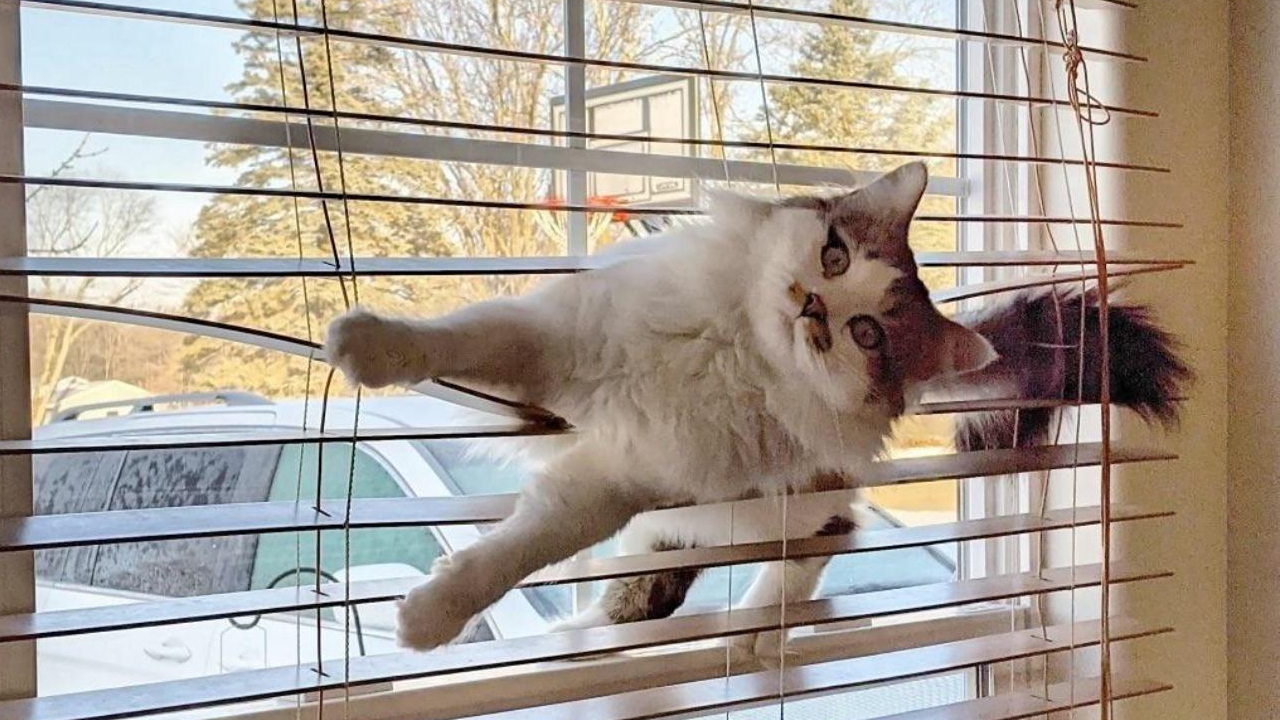 80 Hilarious Cat Crimes That Prove These Furry Suspects Are Always Up To Something
