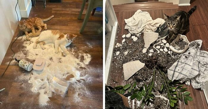 80 Hilarious Cat Crimes That Prove These Furry Suspects Are Always Up To Something