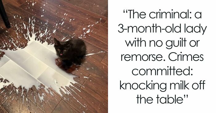 80 Hilarious Cat Crimes That Prove These Furry Suspects Are Always Up To Something