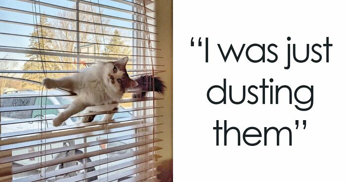 80 Hilarious Cat Crimes That Prove These Furry Suspects Are Always Up To Something