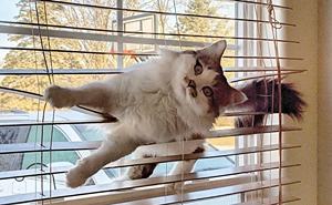 80 Hilarious Cat Crimes That Prove These Furry Suspects Are Always Up To Something