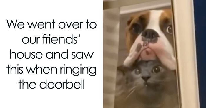 30 Dog Memes That Reveal What Your Four-Legged Companion Might Really Be Thinking, As Shared By This Page