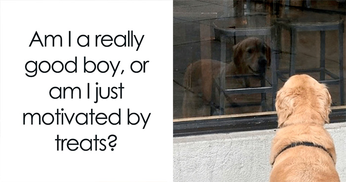 This Page Shares Hilarious And Heartwarming Dog Memes That Are Impossible Not To Smile At (30 Pics)