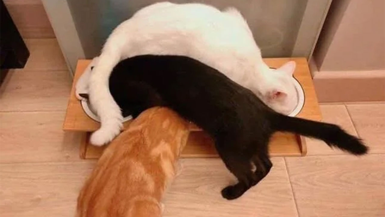 This Page Shared 57 Hilarious Cat Posts For Anyone Who Has Never Said “Enough Cats”