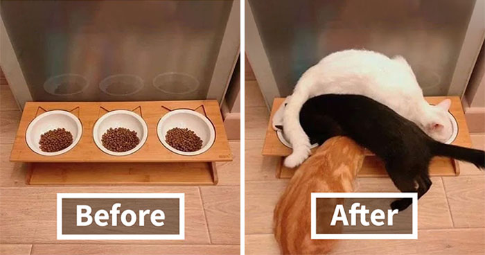 57 Completely Unserious Cat Posts Shared By This Page That Deserve A Place In Your Daily Scroll