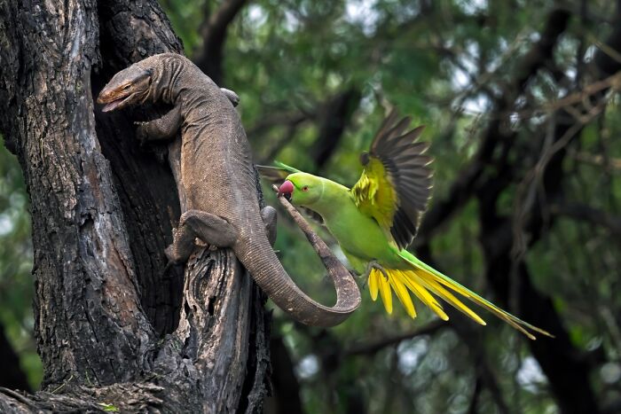 Green parakeet attacking a monitor lizard on a tree, featured in NPOTY wildlife photos.