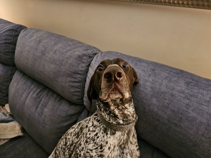 Close-up of a curious dog on couch capturing dog mischief