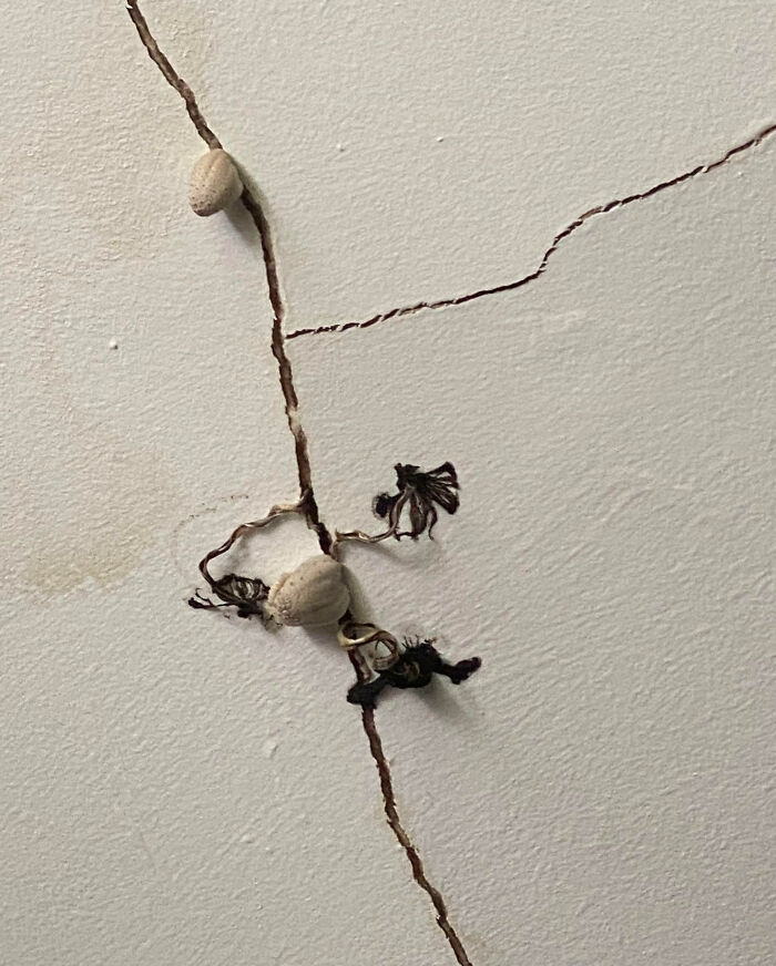 A DIY renovation fiasco showing mushrooms growing out of a crack in a damp ceiling.
