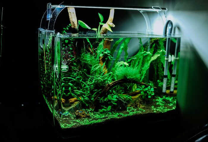 Planted glass fish tank representing a unique item involved in petty family feuds