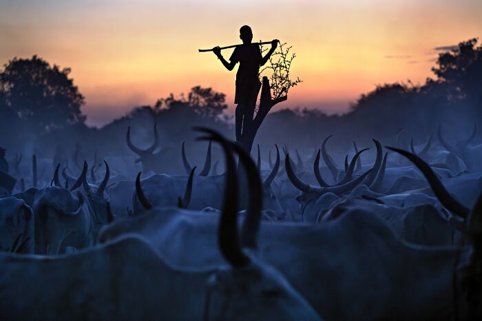 Silhouette of a herder standing on a tree branch with cattle at sunset photo awards