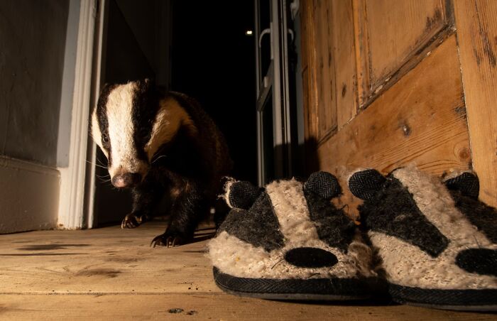 Wild badger looking at badger-themed slippers indoors, from NPOTY wildlife photos.