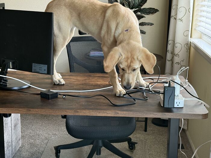 Dog on desk tangled in computer cables depicting dogs looking for trouble