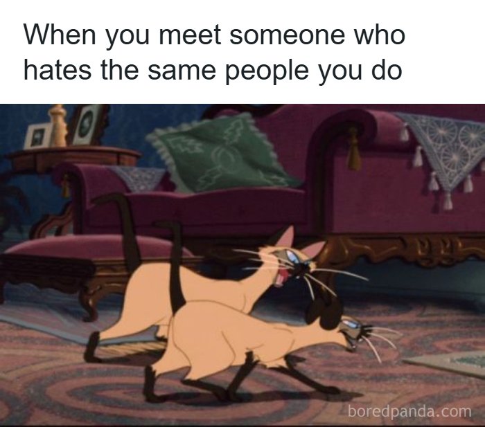 Old-school cat meme of two Siamese cats bonding humorously