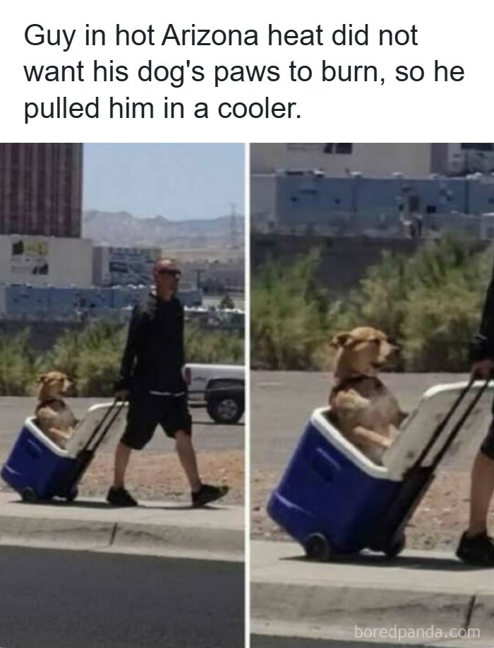 Strange and funny pics of a dog riding in a rolling cooler pulled by its owner.
