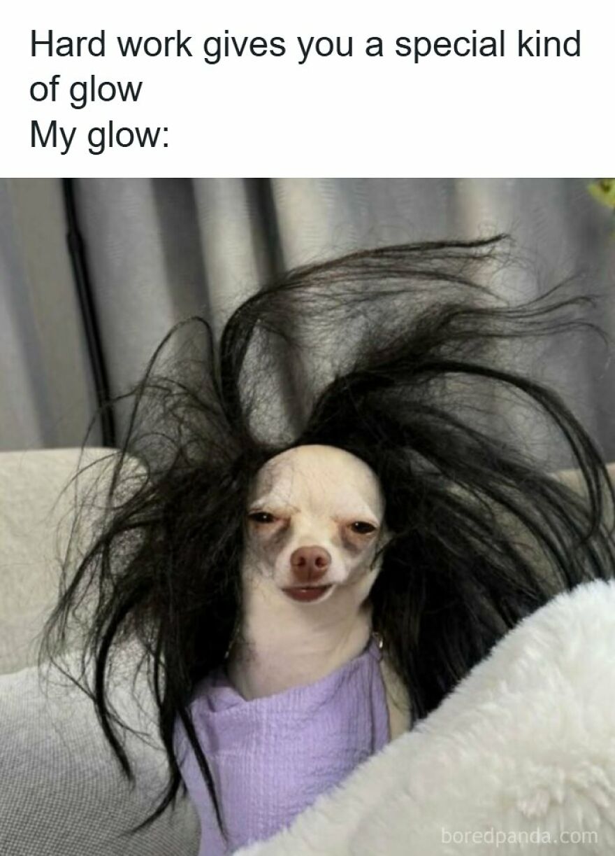 A hilarious meme showing a chihuahua with messy, wild black hair, joking about the glow after hard work.