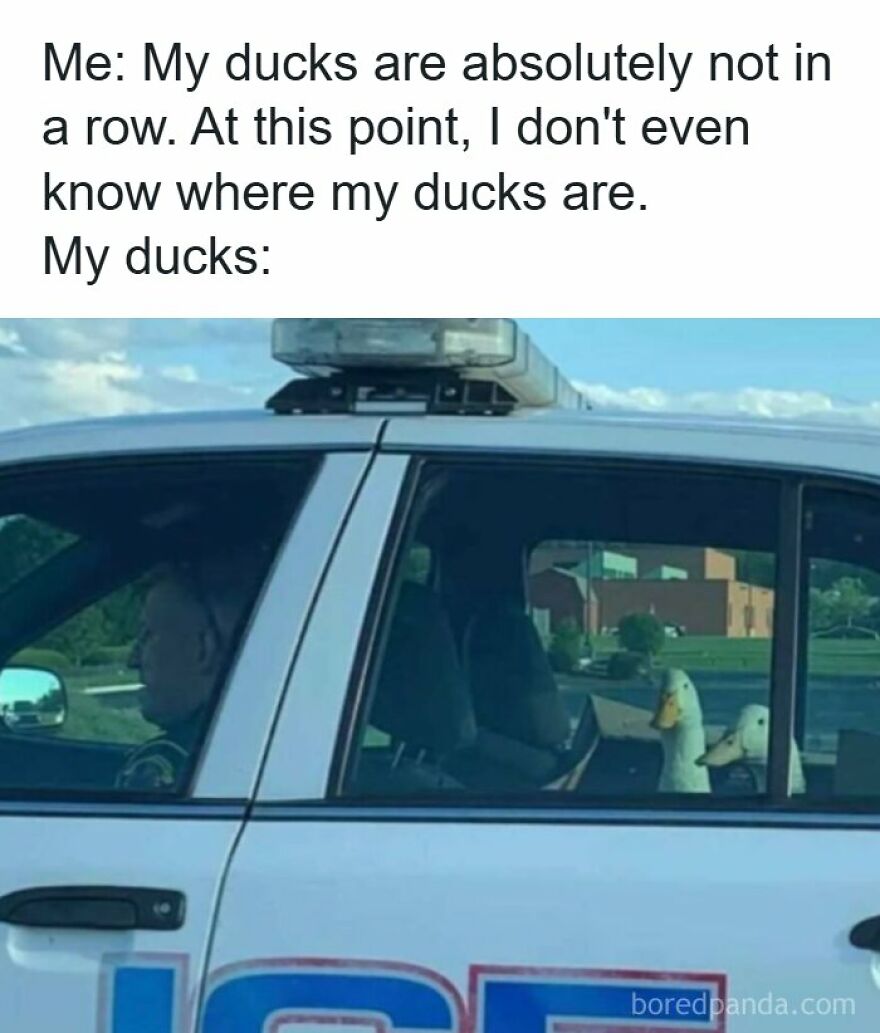 Relatable meme of ducks riding in the back of a police car capturing chaotic energy.