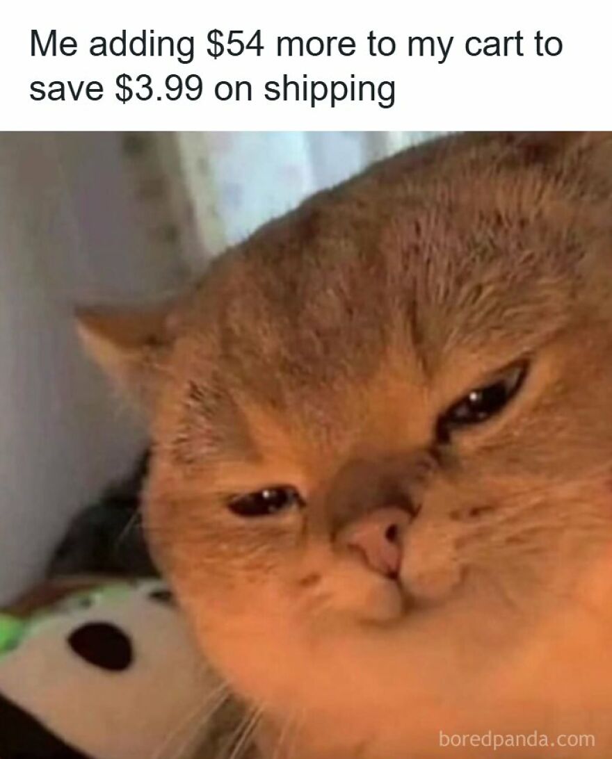 Funny meme of a cat with a judgmental look about adding items to a cart to save on shipping costs.