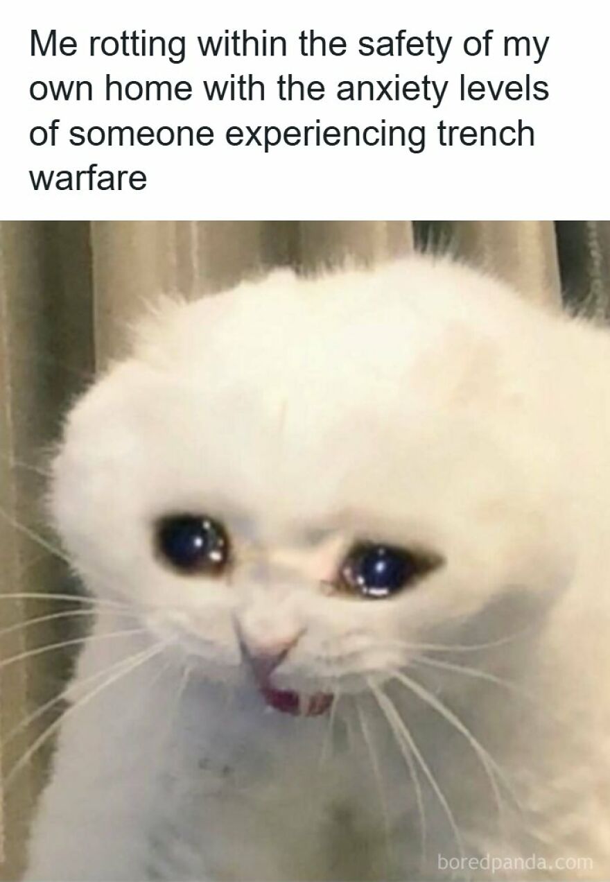 Funny memes featuring a close-up of a white cat with teary eyes.