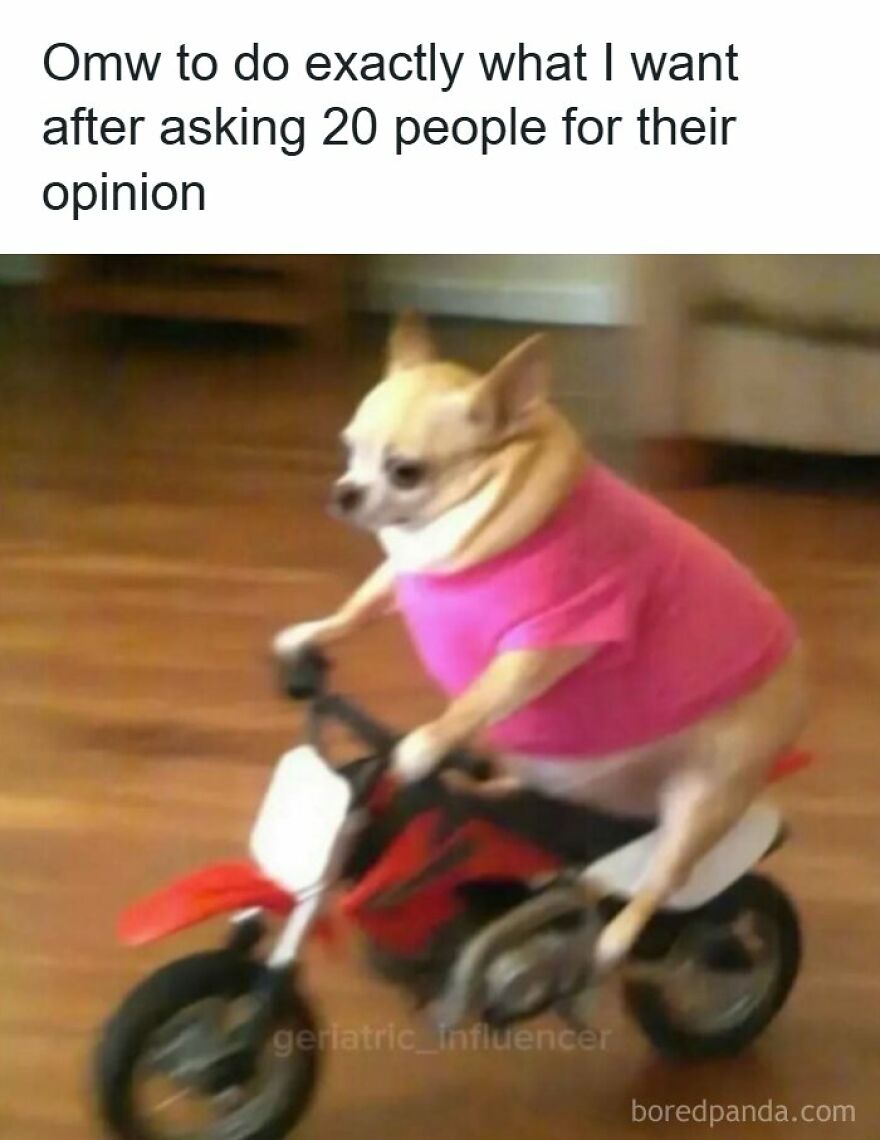 Funny memes with a small chihuahua in a pink shirt riding a toy motorcycle.