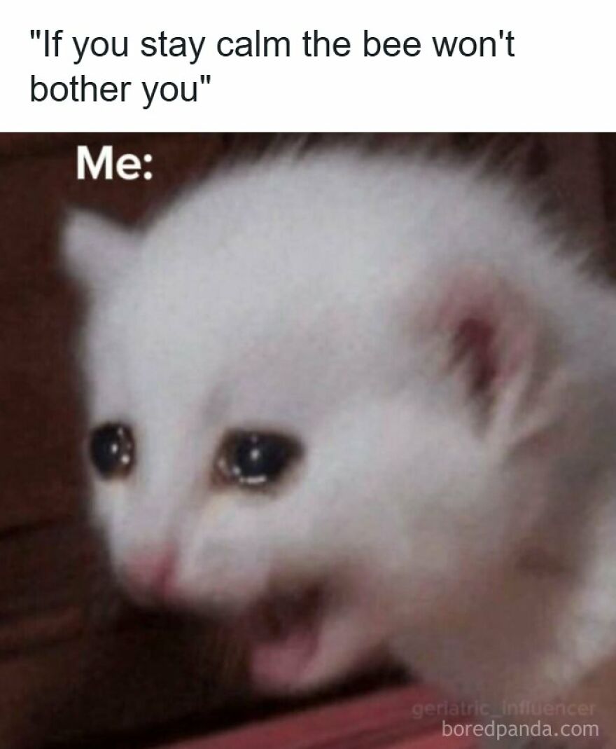 A crying kitten screaming in one of the spot-on memes about staying calm around a bee.