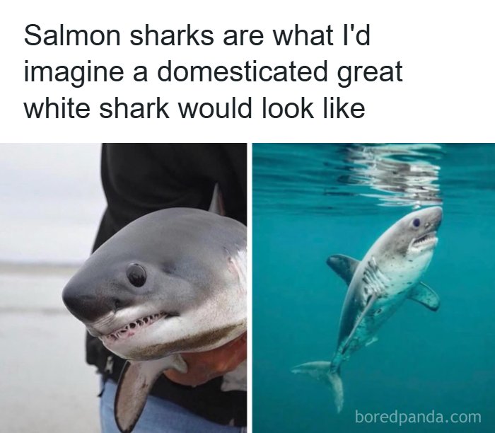 A salmon shark held by a person and swimming underwater illustrating interesting facts about the world around us