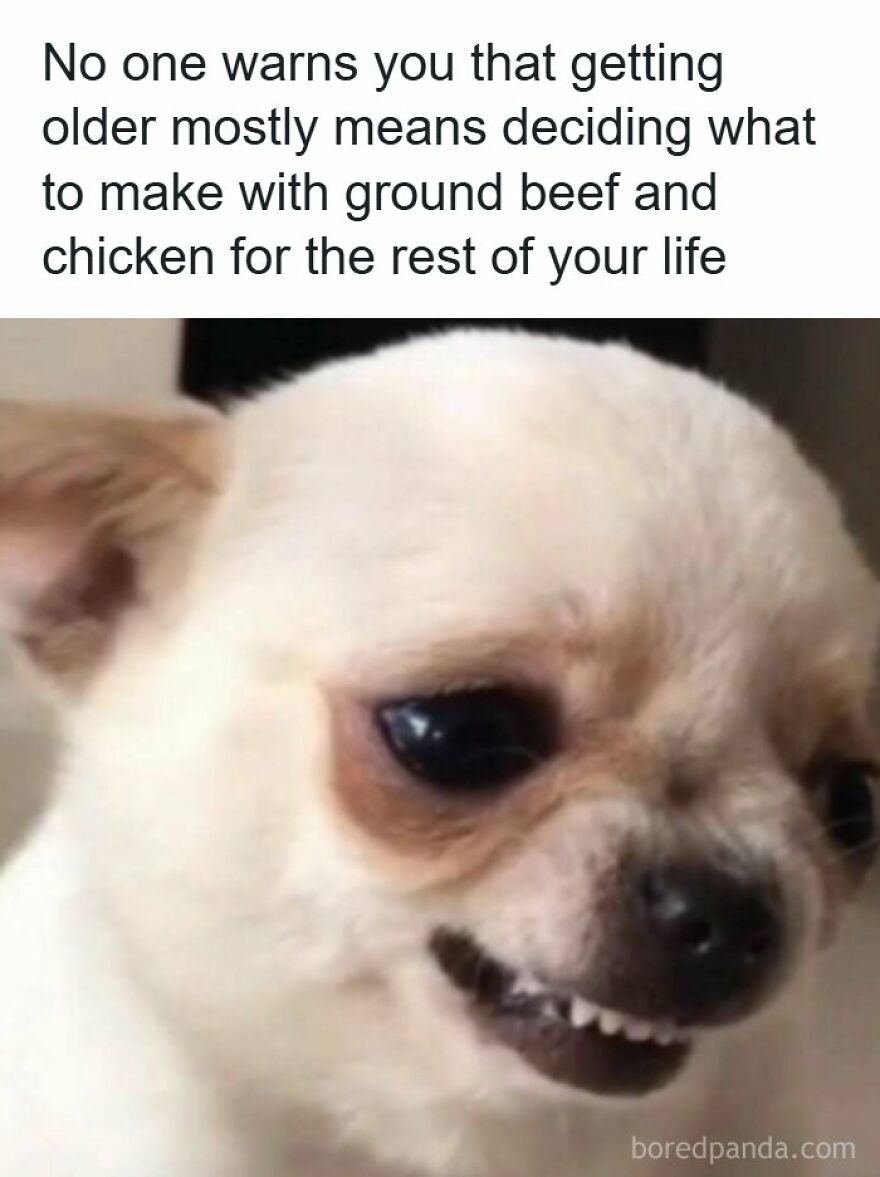 A small dog grinning awkwardly in one of the spot-on memes about adult dinner choices.
