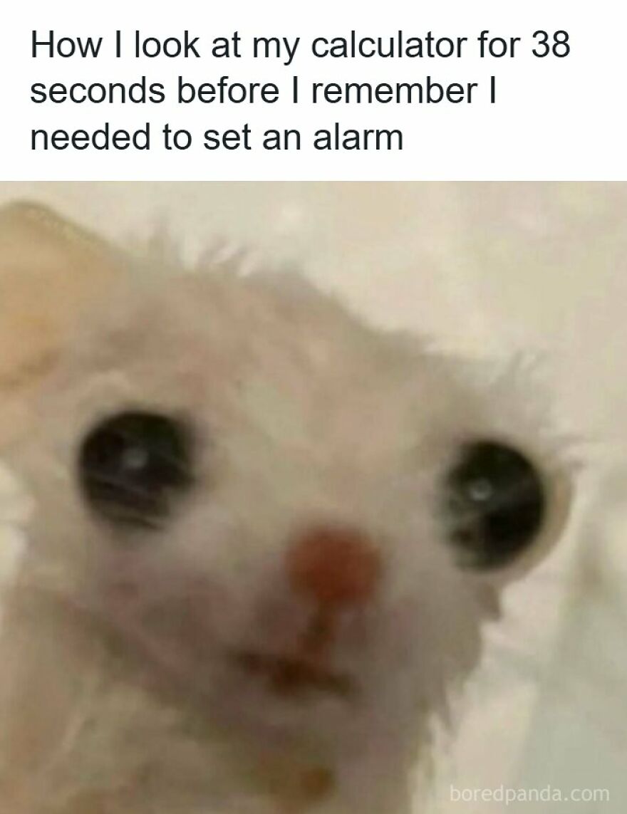 Funny and spot-on memes showing a blurry white creature with big eyes looking utterly confused.