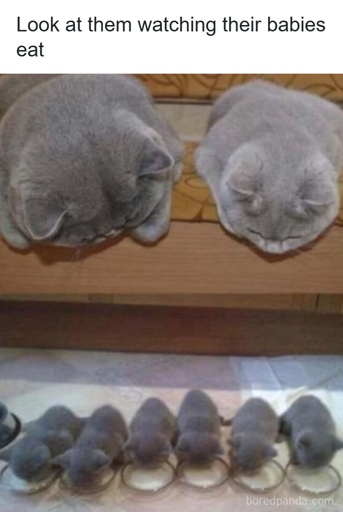 Two cats watching their kittens eat in an adorable scene from old school cat memes