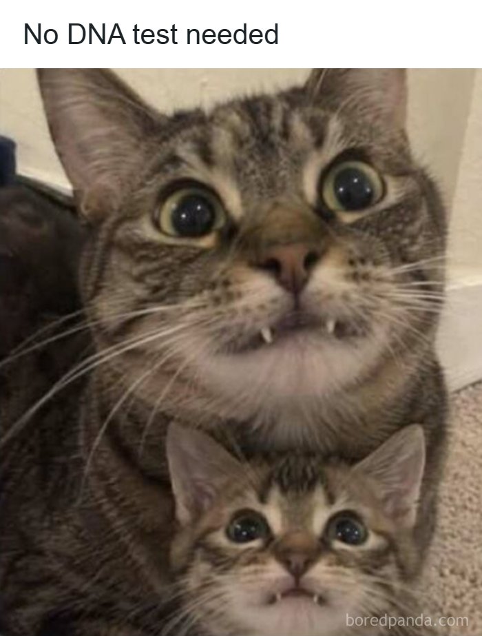 Funny pics of a cat and a kitten showing identical sharp fangs with a meme title