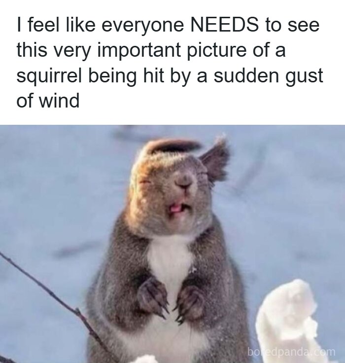 Funny pics of a squirrel looking windblown by a sudden gust of wind.
