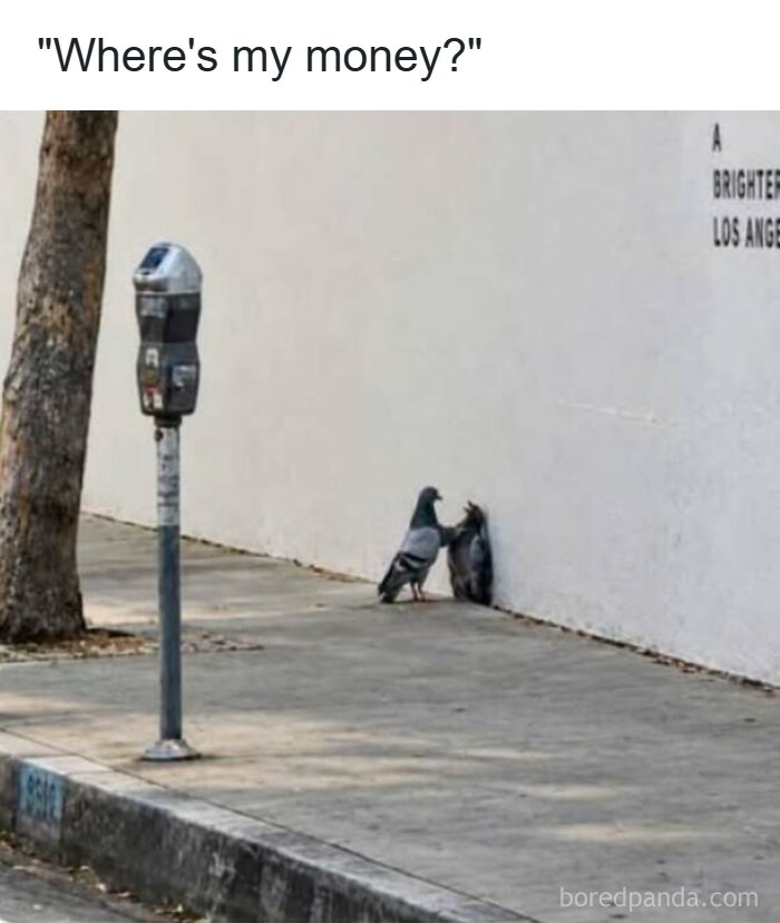 Strange and funny pics showing one pigeon pinning another against a wall.