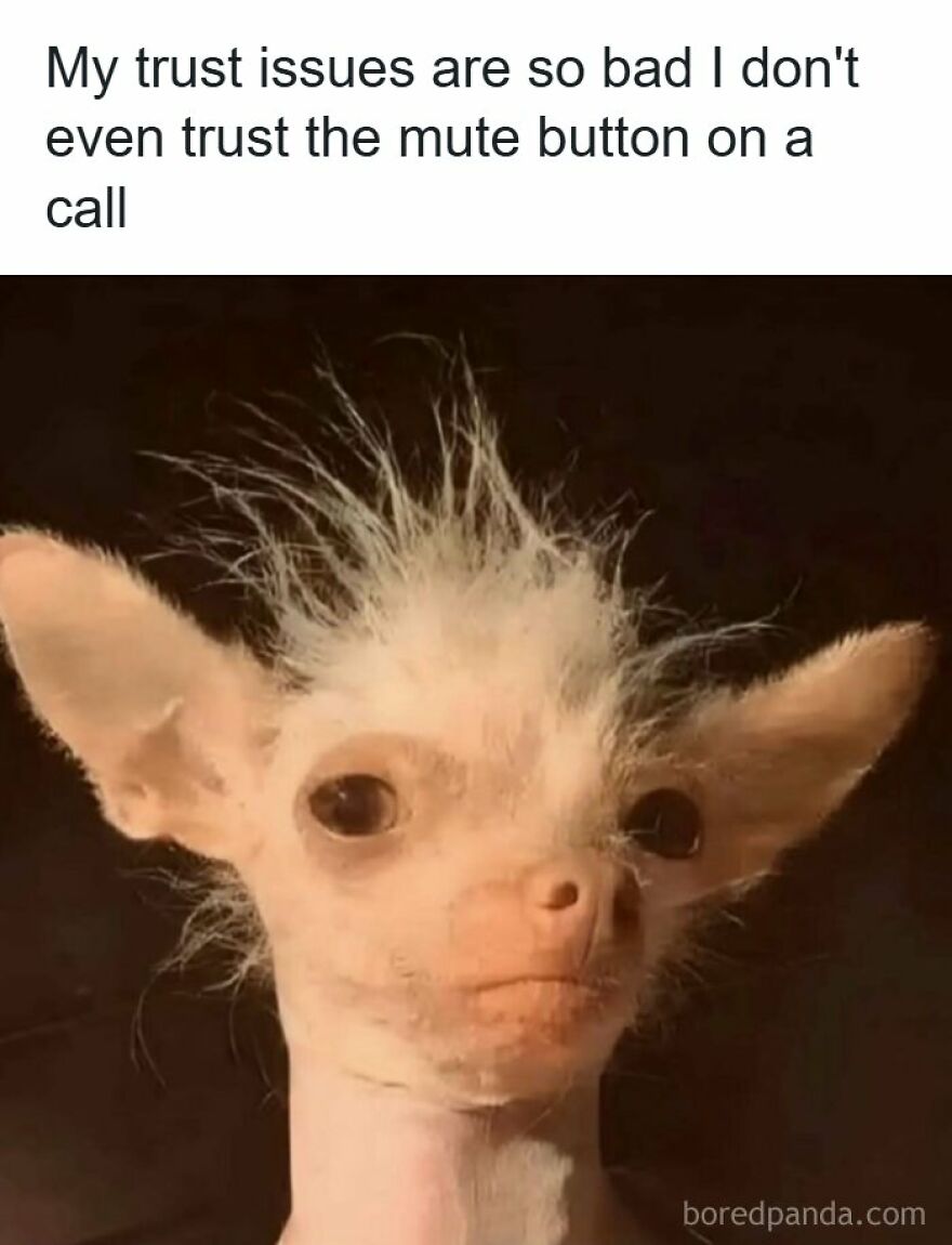 Accurate meme with a funny scruffy dog depicting trust issues