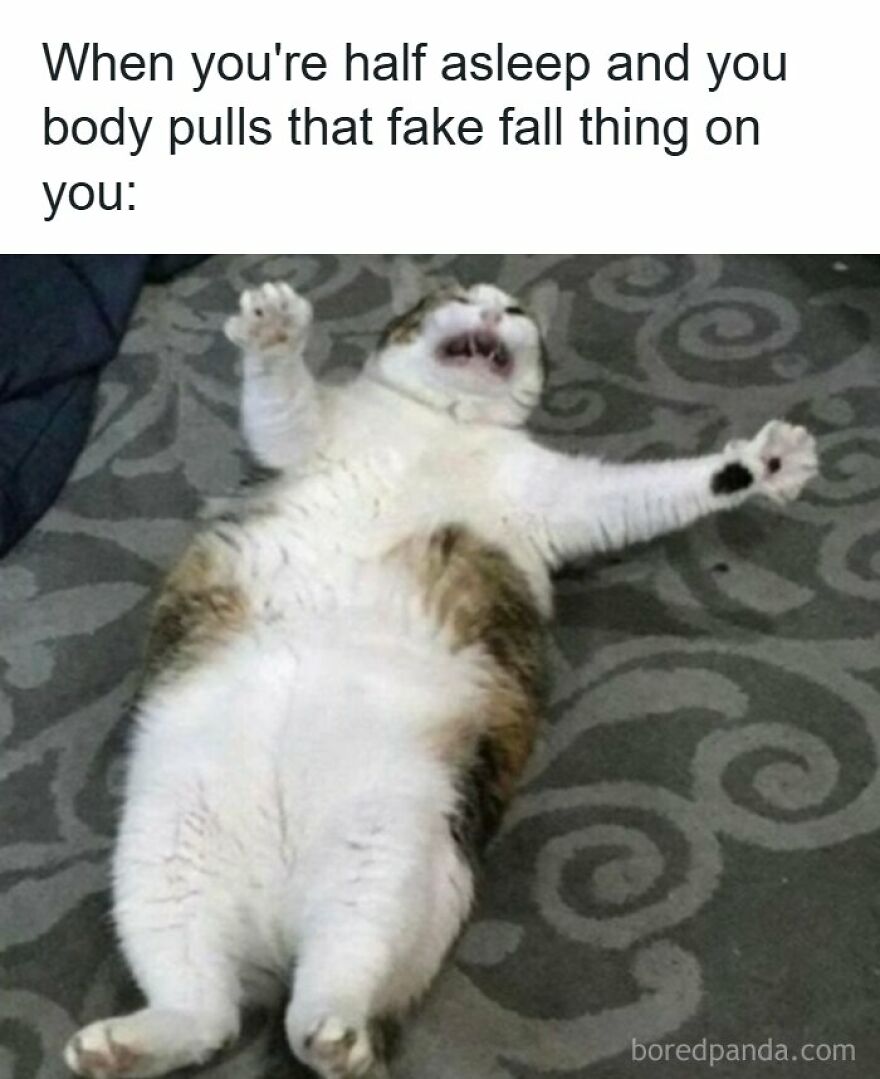 Accurate meme of a startled cat lying on its back after a fake falling sensation.