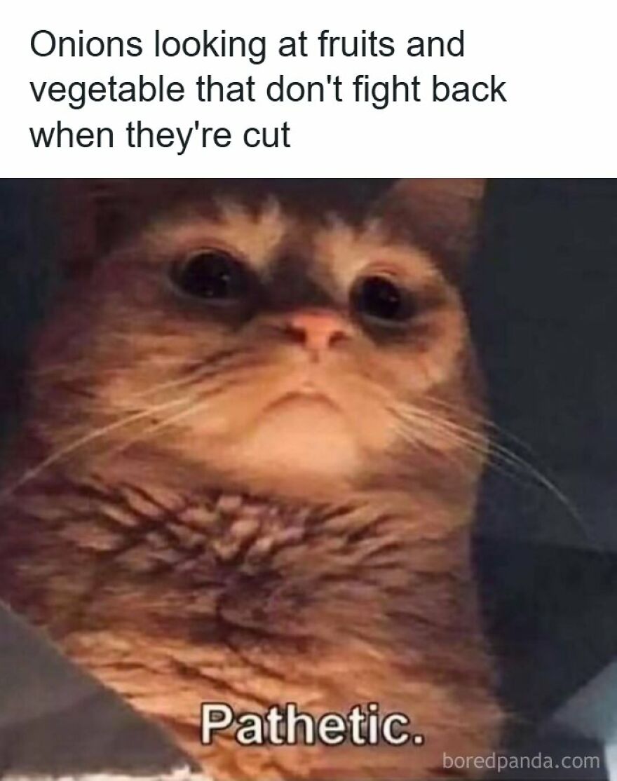 Hilarious meme featuring a cat with text about onions judging other vegetables in accurate humor.