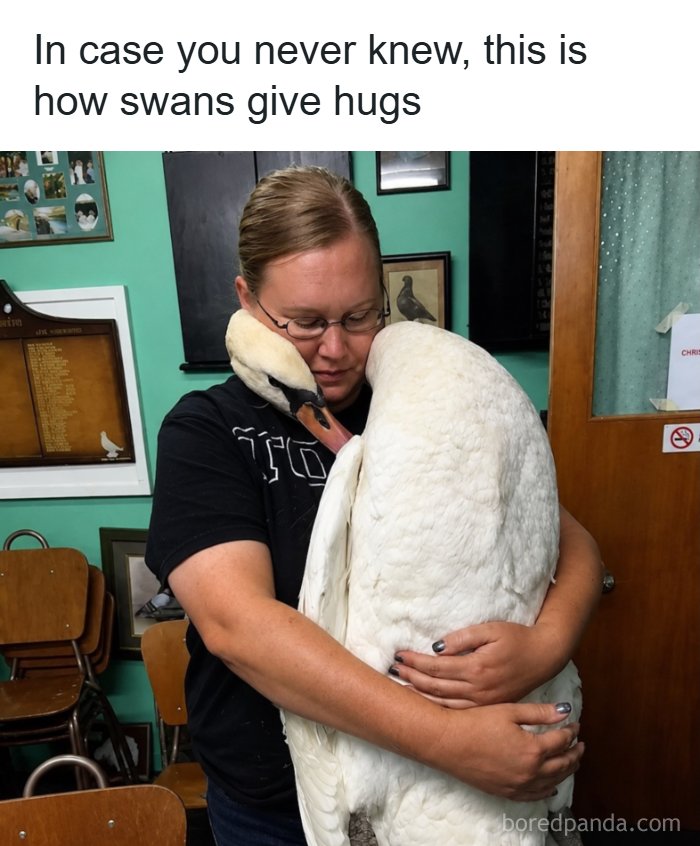 A woman hugging a white swan indoors as part of interesting facts about the world around us