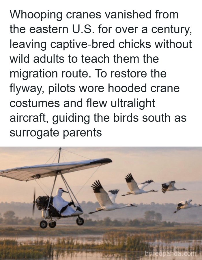 A pilot in a crane costume flying an ultralight plane alongside birds, an interesting fact about the world around us.