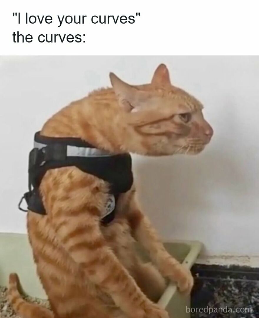 Funny orange cat meme about body curves representing accurate relatable memes.