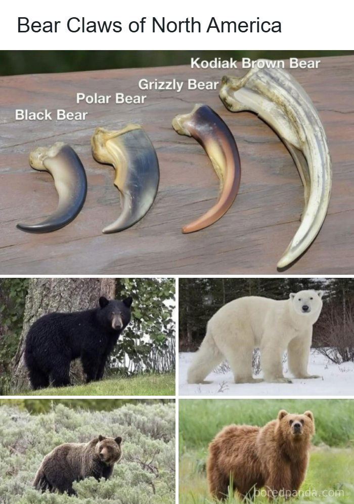 Comparison of bear claws and bear species from North America, sharing interesting facts about the world.